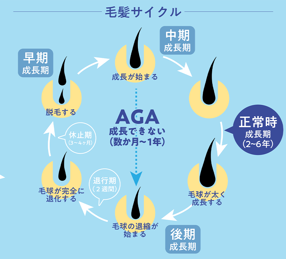 毛髪サイクル