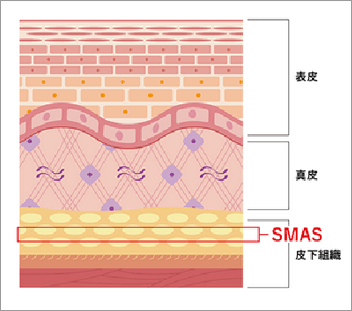 SMAS層（表在性筋膜）