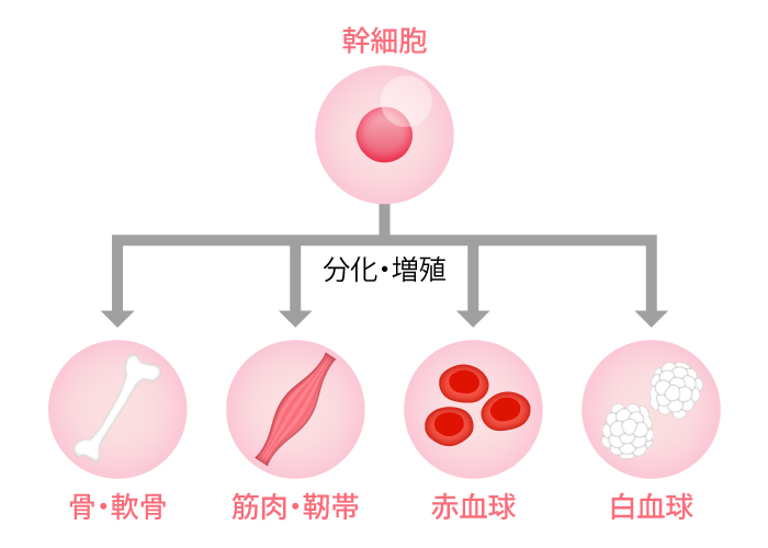 幹細胞組織図