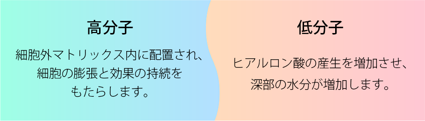 高分子 細胞外マトリックス内に配置され、細胞の膨張と効果の持続をもたらします。低分子 ヒアルロン酸の産生を増加させ、深部の水分が増加します。