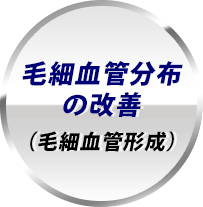 毛細血管分布の改善