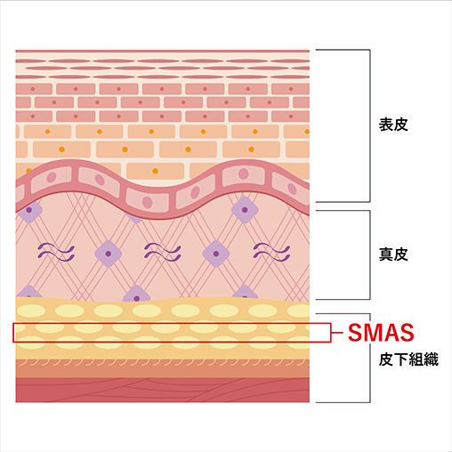 皮下組織の説明