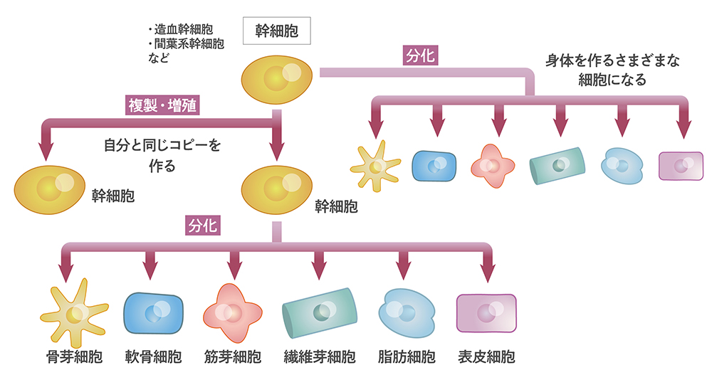 幹細胞とは