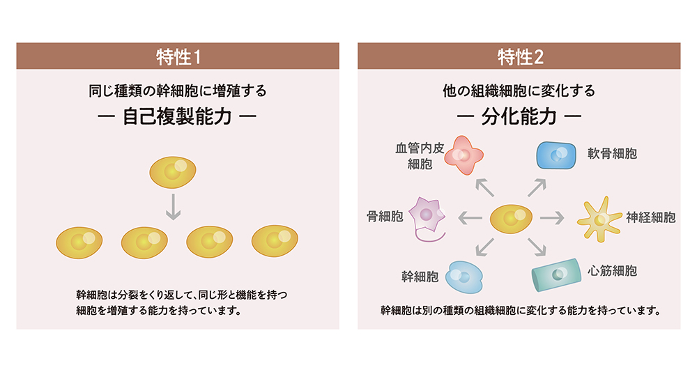 幹細胞治療が慢性疼痛に作用する仕組み