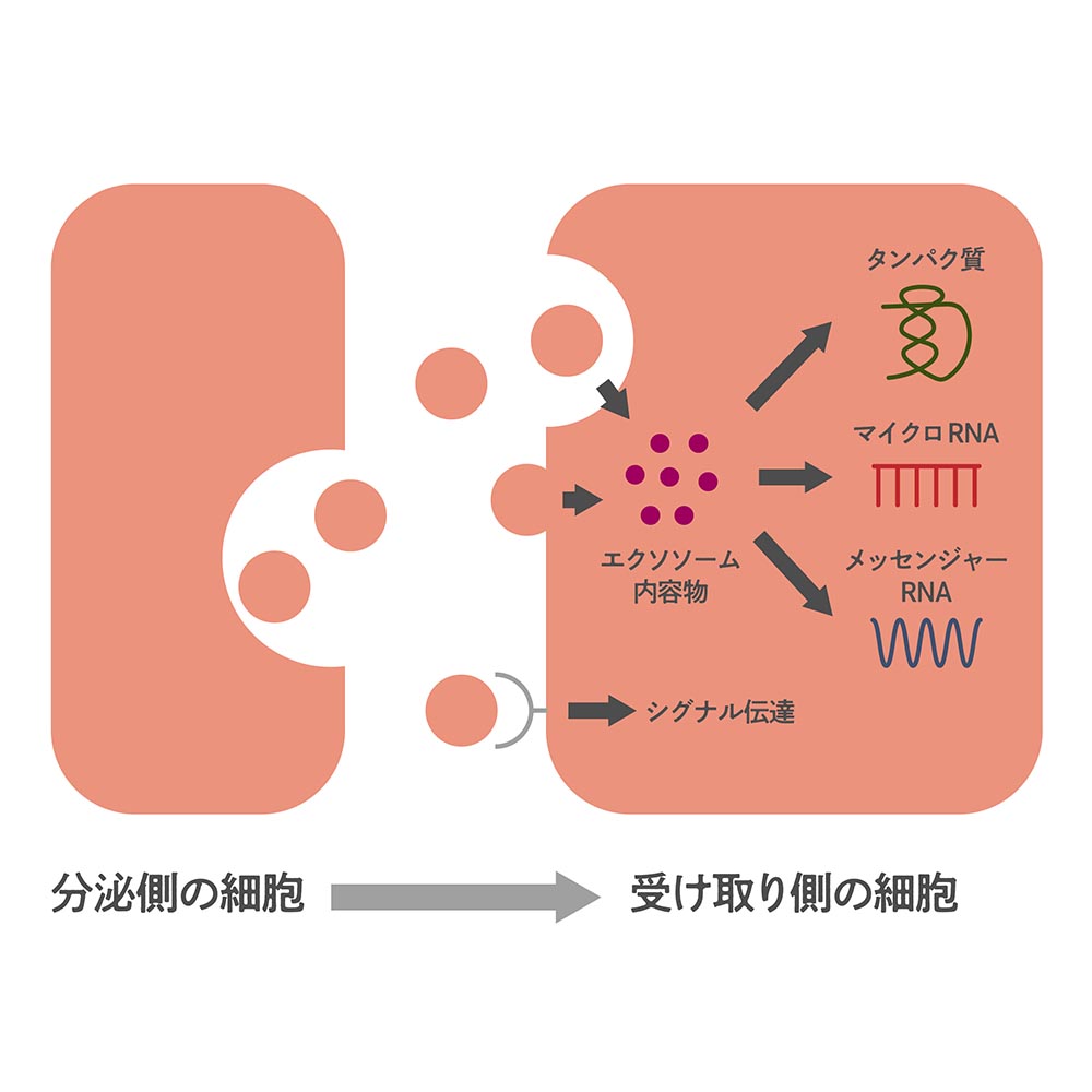 エクソソーム療法とは