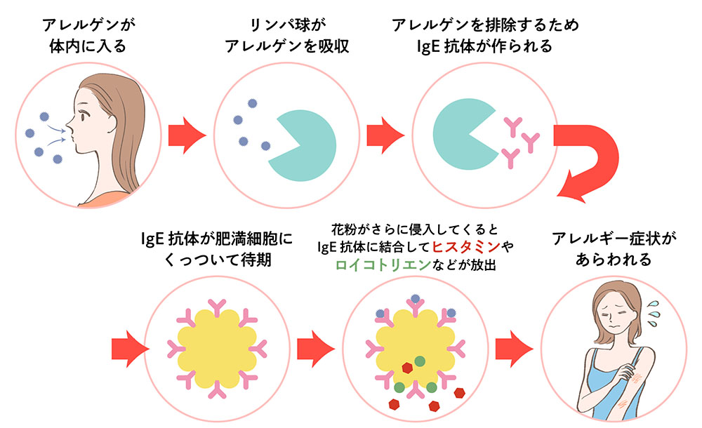 アレルギー症状があらわれるまで